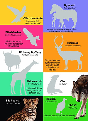 Sách Dán hình nhận biết động vật - Động vật hoang dã