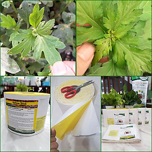 KEO DÍNH BẪY RUỒI MÀU VÀNG CỦA ISRAEL (CUỘN 20 MÉT TRẢI NGHIỆM) VÀ BẪY CÁC LOẠI CÔN TRÙNG KHÁC TRONG NÔNG NGHIỆP NHƯ BỌ PHẤN TRẮNG, BỌ TRĨ, BƯỚM, ỐC SÊN ...