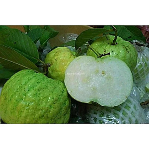 Cây Ổi Nữ Hoàng - cây ăn quả + tặng phân bón cho cây