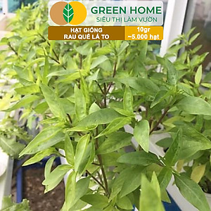 Hạt Giống Rau Quế Greenhome, Gói 10gr~5000 hạt, Húng Quế, Dễ Trồng Quanh Năm, Nảy Mầm Cao, Thu Hoạch Nhanh, Năng Suất Cao G07