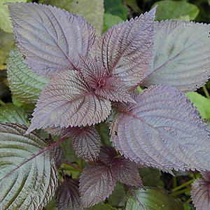 Hạt Giống Tía Tô Rado 78