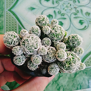 Xương Rồng Trứng Chim - cây cảnh mini