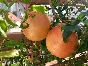 1L Phân Hữu Cơ Vi Sinh pha ra 300L Bón Rau, Hoa Cảnh & Cây Ăn Trái