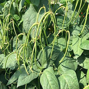 Hạt Giống Đậu Đũa Ngọt Lùn Rado 757