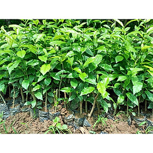 Combo 5 cây giống xạ đen