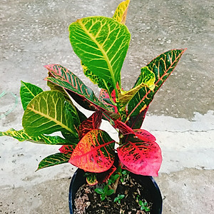 Cây Lá Màu Coton - cây cảnh để bàn + Tặng phân bón cho cây