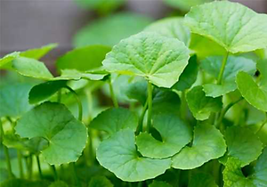 Bột rau má nguyên chất ( MS) -  200g - bột rau má sấy lạnh