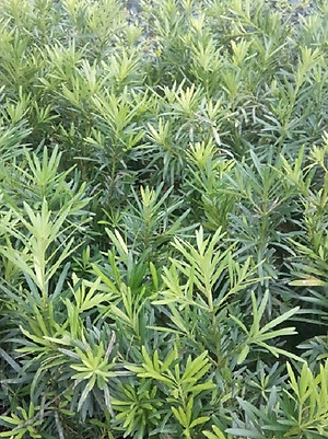 Combo 2 cây tùng La Hán, chiều cao 40-50cm