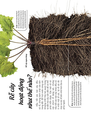 Bách Khoa Thư Về Thế Giới Thực Vật - Cây, Lá, Hoa Và Hạt