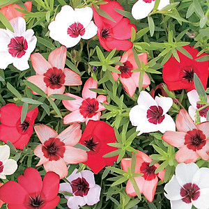 Hạt giống Hoa Lanh nhiều màu VTS189