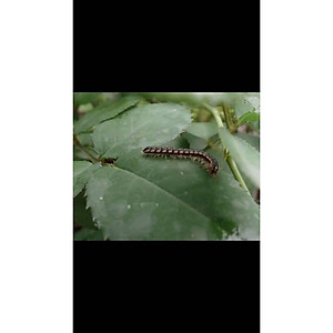 Diệt - Muỗi, Gián, Kiến - Gói FENDONA 10SC 5ml Pet-1989