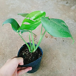 Trầu Bà Lá Xẻ - trầu bà nam mỹ - cây cảnh để trong nhà + tặng phân bón cho cây mau lớn