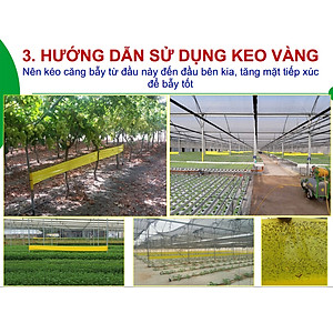 KEO DÍNH BẪY RUỒI MÀU VÀNG CỦA ISRAEL (CUỘN 20 MÉT TRẢI NGHIỆM) VÀ BẪY CÁC LOẠI CÔN TRÙNG KHÁC TRONG NÔNG NGHIỆP NHƯ BỌ PHẤN TRẮNG, BỌ TRĨ, BƯỚM, ỐC SÊN ...