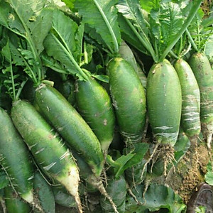 Hạt giống Củ cải xanh  - củ Cải đường cao sản củ to giòn ngọt VTP67