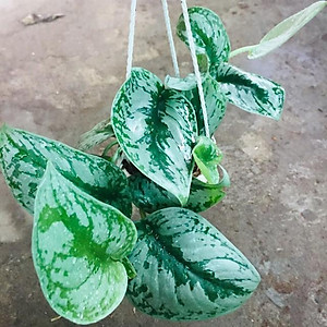 Cây trầu bà pháp - cây cảnh để trong nhà + tặng phân bón cho cây