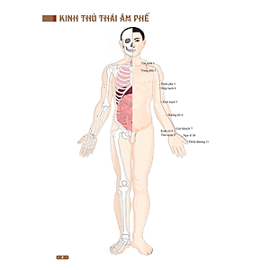Sách Đồ Giải Kinh Lạc Huyệt Vị Cơ Thể (Tái Bản) - Bìa Mềm