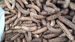 Đặc Sản Kon Tum - 1Kg Chuối Hột Rừng Hàng đẹp Giá Rẻ chuyên Ngâm Chum  OCOP 3 Sao