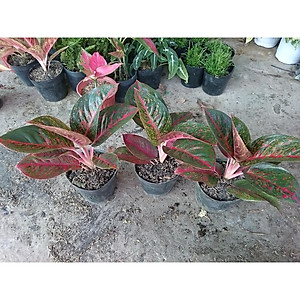 Cây Như Ý - cây cảnh để bàn + tặng phân bón cho cây