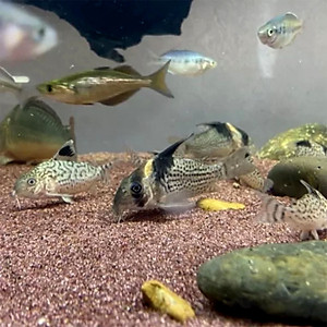 2 Gói Thức Ăn Cá Cảnh, cám Cá Koi hạt nhỡ 3mm (Cho cá size 8cm trở lên) - Nhanh lên size, lên màu, tăng cường sức đề kháng 500Gr