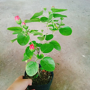 Cây Hoa Dâm Bụt Hồng - cây cảnh vườn + Tặng phân bón cho cây mau lớn