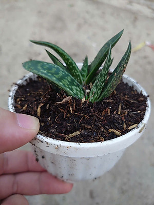 Cây Sen Mỏ Vịt - cây cảnh để bàn + tặng phân bón cho cây