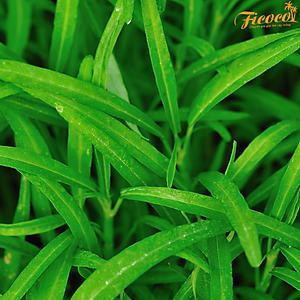 HẠT GIỐNG RAU MUỐNG LÁ TRE RADO 12