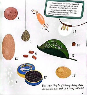 Sách Quả Trứng Và Hơn Thế Nữa - Dưới Góc Nhìn Sinh Học Và Văn Hóa, Kèm Theo Các Trò Chơi Và Thực Hành Thú Vị