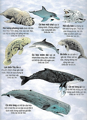 Sách Tương Tác - Big Book - Cuốn Sách Khổng Lồ Về Các Loài Động Vật Biển (Tái Bản 2018)