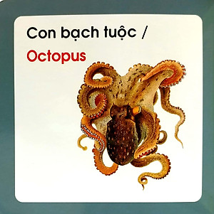 Từ Điển Hình Ảnh Cho Bé - Động Vật Biển