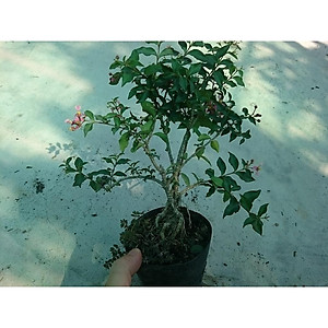 Cây Hồng Ngọc Mai Bonsai - cây cảnh bonsai + tặng phân bón cho cây