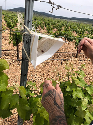 Rượu Vang Organic hữu cơ Castillo de Almansa Coleccion Garnacha Tintorera (Tây Ban Nha) kèm túi giấy,đồ khui