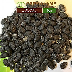 Hạt Giống Mướp Hương Greenhome, Gói 1gr~10 Hạt, Dễ Trồng Quanh Năm, Nảy Mầm Cao, Thu Hoạch Nhanh, Năng Suất Cao T16