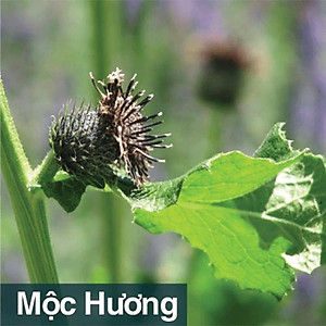 Viên uống Đại tràng Bảo Nguyên 50 viên (Sắc Ngọc Khang)