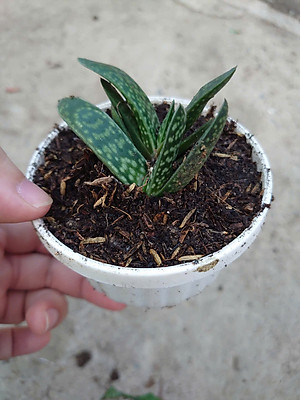 Cây Sen Mỏ Vịt - cây cảnh để bàn + tặng phân bón cho cây