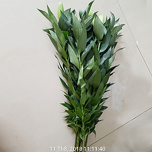 Chăm sóc hoa lâu tàn bằng bột dưỡng cho hoa cắt cành nhập khẩu Israel (Set 50 gói) giữ hoa lâu tàn gấp 2 lần bình thường và 14 ngày không thay nước mới