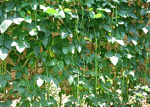 Hạt Giống Đậu Đũa Hạt Đen Phú Nông