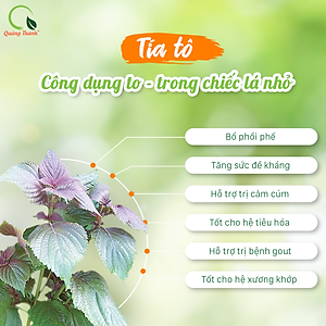 [CHÍNH HÃNG] Bột Tía Tô Quảng Thanh 100% Nguyên Chất Sấy Lạnh - Bổ phổi phế, đẹp da, hỗ trợ bệnh Gout - Gói 100 gr