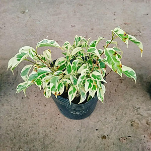 Cây Si Bonsai Cẩm Thạch - cây cảnh bonsai + tặng phân bón cho cây