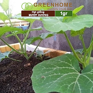 Hạt Giống Mướp Hương Greenhome, Gói 1gr~10 Hạt, Dễ Trồng Quanh Năm, Nảy Mầm Cao, Thu Hoạch Nhanh, Năng Suất Cao T16