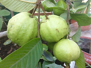 1L Phân Hữu Cơ Vi Sinh pha ra 300L Bón Rau, Hoa Cảnh & Cây Ăn Trái