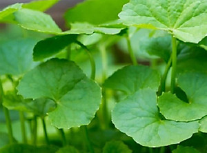 Hạt giống rau má lá nhỏ VTS55