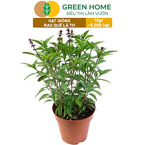 Hạt Giống Rau Quế Greenhome, Gói 10gr~5000 hạt, Húng Quế, Dễ Trồng Quanh Năm, Nảy Mầm Cao, Thu Hoạch Nhanh, Năng Suất Cao G07