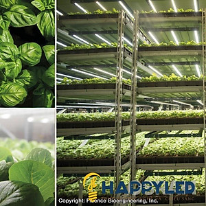 Đèn LED Trồng Cây, Đèn LED Trồng Rau Trong Nhà