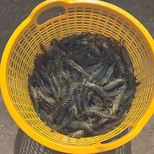 Kháng sinh đặc trị nhiễm khuẩn cho tôm cá OXYTETRA (1kg)