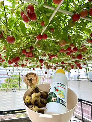 Combo Phân Đậu Nành Soymic V - Dịch Chuối Cho Rau Sạch