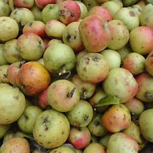 1kg Trà táo mèo(Trà sơn tra)