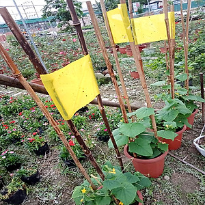 Bộ 5 mét Keo bẫy ruồi đục trái, bẫy bọ trĩ, bọ phấn, sâu vẽ bùa và bẫy các côn trùng khác của Israel với thời gian trên 6 tháng 