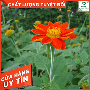 50H- Hạt giống hoa Cúc Sơn Quỳ (Dã Quỳ Đỏ)