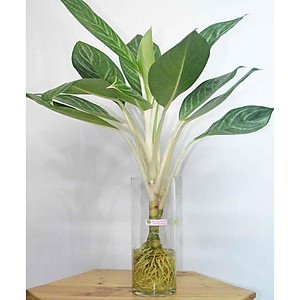 Cây Bạch Mã Hoàng Tử - cây cảnh để trong nhà + Tặng phân bón cho cây mau lớn