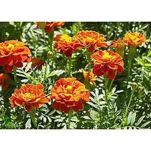 Hạt Giống Hoa Vạn Thọ Pháp Lùn - Vạn Thọ Lửa ( 3 Gói )